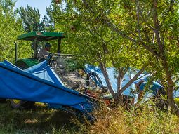 La maquinaria tiene capacidad para cosechar y despelonar dos hectáreas por día, aproximadamente. Foto: gentileza Centro Pyme. La maquinaria tiene capacidad para cosechar y despelonar dos hectáreas por día, aproximadamente. Foto: gentileza Centro Pyme.