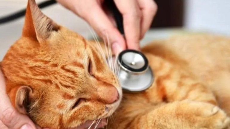 Un gato dio positivo en coronavirus y quedó internado