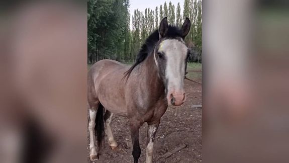 La yegua que encontraron faenada tenía un hachazo: ahora investigarán la crueldad animal