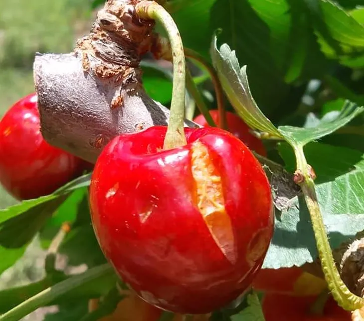 Financiamiento activo: Ya est&aacute; vigente un cr&eacute;dito de hasta $10 millones con requisitos "muy blandos" para afrontar tareas de raleo, con el inter&eacute;s absorbido por el gobierno provincial. Foto: INTA