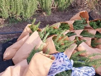 Parcelas experimentales de INTA San Luis donde se cultiva y cosecha el romero que se utiliza para realizar los extractos. Crédito: INTA San Luis.