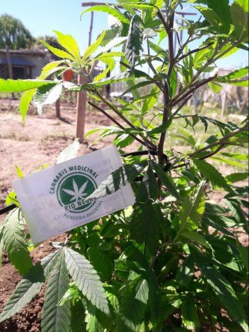 Cannabicultores celebraron la ley del autocultivo: Hoy dejamos de ser ilegales