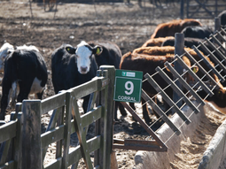 bariloche, entre proyectos tecnologicos, la inflacion y la sequia bariloche, entre proyectos tecnologicos, la inflacion y la sequia