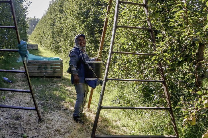 Los aportes y contribuciones quedaron afuera del RIDA. Foto: gentileza Patagonian Fruits. Los aportes y contribuciones quedaron afuera del RIDA. Foto: gentileza Patagonian Fruits.