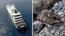El crucero MV Hondius quedó bajo investigación internacional tras los casos de hantavirus detectados entre pasajeros extranjeros. El crucero MV Hondius quedó bajo investigación internacional tras los casos de hantavirus detectados entre pasajeros extranjeros.