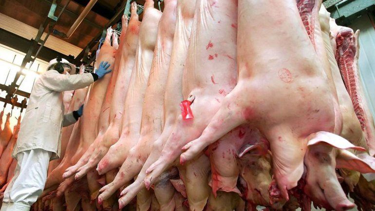 Provincia dice que se pone en riesgo el estatus sanitario con el ingreso de cerdo