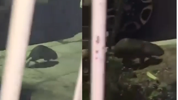Un extraño animal apareció en barrio Sapere durante la noche.
