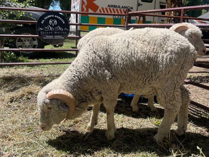 El ganado ovino volvi&oacute; a la rural tras m&aacute;s de 4 d&eacute;cadas. Foto: gentileza.