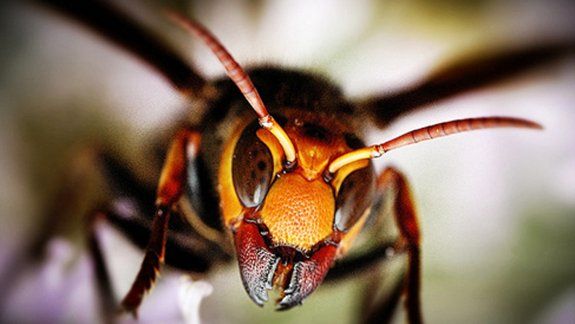 Avispa asiática.