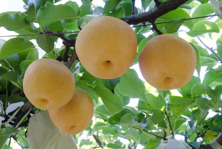 Las variedades de peras de China son distintas a las que se consumen en el mercado interno argentino. Las variedades de peras de China son distintas a las que se consumen en el mercado interno argentino. 