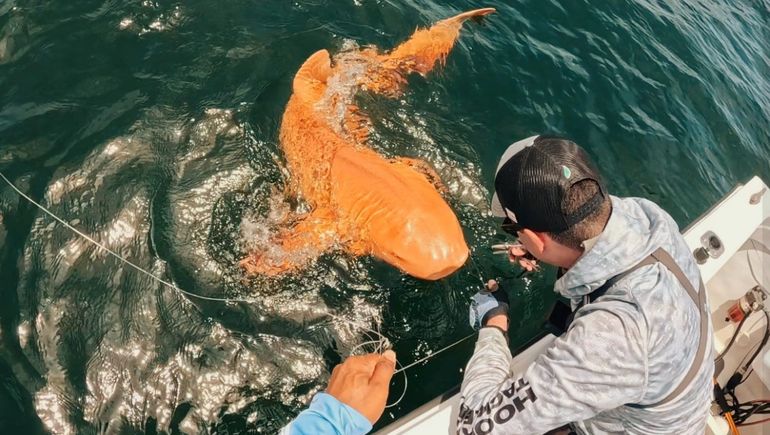 Encuentran un tiburón naranja en Costa Rica: a qué se debe su color.