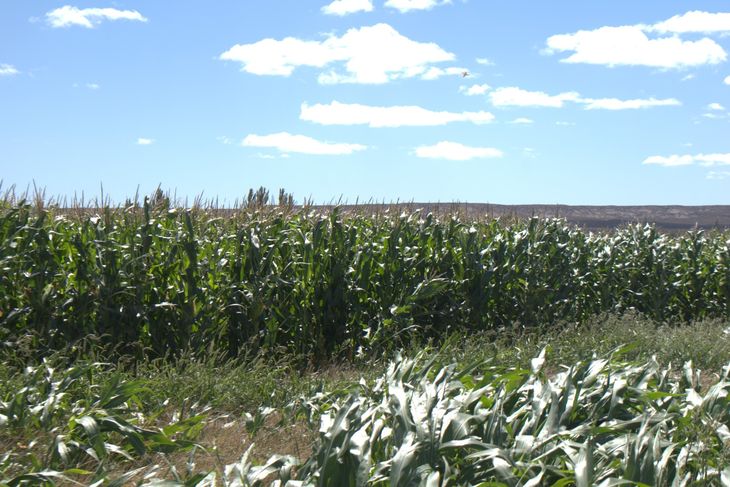 Los resultados sorprendieron: maíces ultraprecoces que podrían cambiar la base alimentaria de la ganadería patagónica. Los resultados sorprendieron: maíces ultraprecoces que podrían cambiar la base alimentaria de la ganadería patagónica.