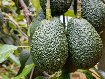 alerta por la palta de peru: detectan exceso de cadmio en exportaciones