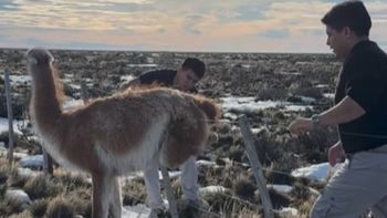 El momento en el que el gobernador Claudio Vidal junto a su hijo se acercan al guanaco atrapado en un alambrado. El momento en el que el gobernador Claudio Vidal junto a su hijo se acercan al guanaco atrapado en un alambrado.