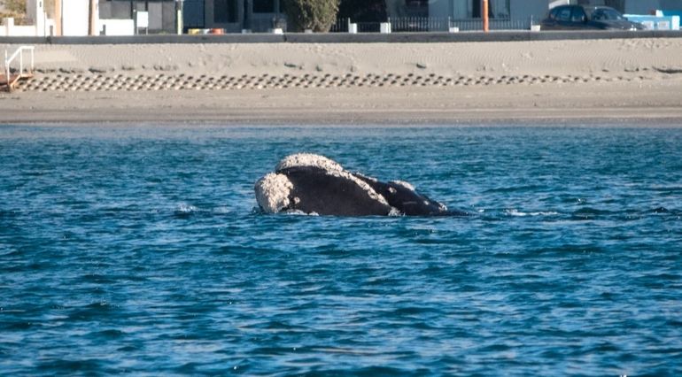 Chubut: Rada Tilly recibió la inesperada visita de una ballena franca. Chubut: Rada Tilly recibió la inesperada visita de una ballena franca.