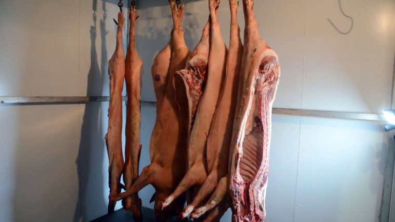 Los cerdos en Neuquén son libres de aftosa sin vacunación.