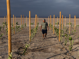 Celestino Cruz supervisa el sistema de riego por goteo en su viñedo ubicado en La Guaica. Foto: El País Celestino Cruz supervisa el sistema de riego por goteo en su viñedo ubicado en La Guaica. Foto: El País