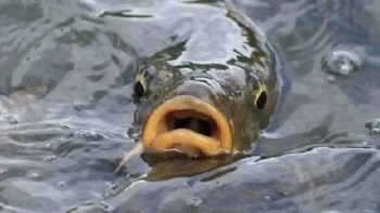 Pescadores artesanales reportan un aumento de capturas de carpa cabezona en el tramo inferior del río. | LM Neuquen Pescadores artesanales reportan un aumento de capturas de carpa cabezona en el tramo inferior del río.