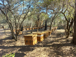 La mayoría de los apiarios son de vigilancia y pertenecen a productores apícolas adheridos a la Red. Foto: Senasa La mayoría de los apiarios son de vigilancia y pertenecen a productores apícolas adheridos a la Red. Foto: Senasa
