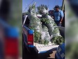 Plottier: fueron por un robo y encontraron 50 plantas de marihuana