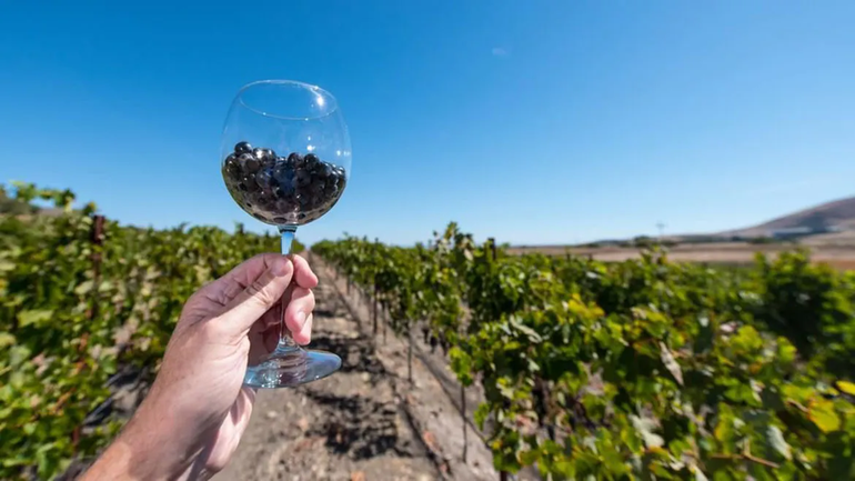 Este 17 de abril, Neuquén también festeja el Día del Malbec