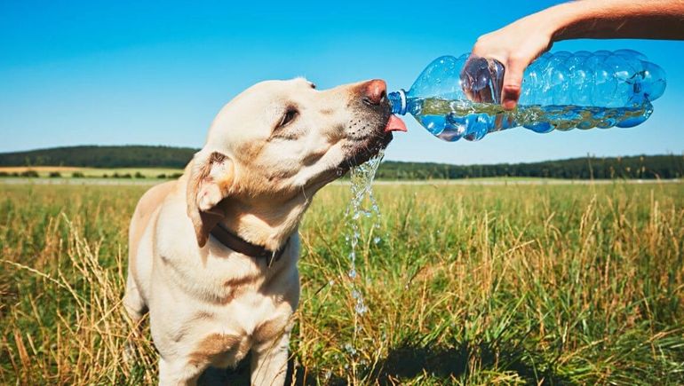 Cómo evitar golpes de calor en las mascotas