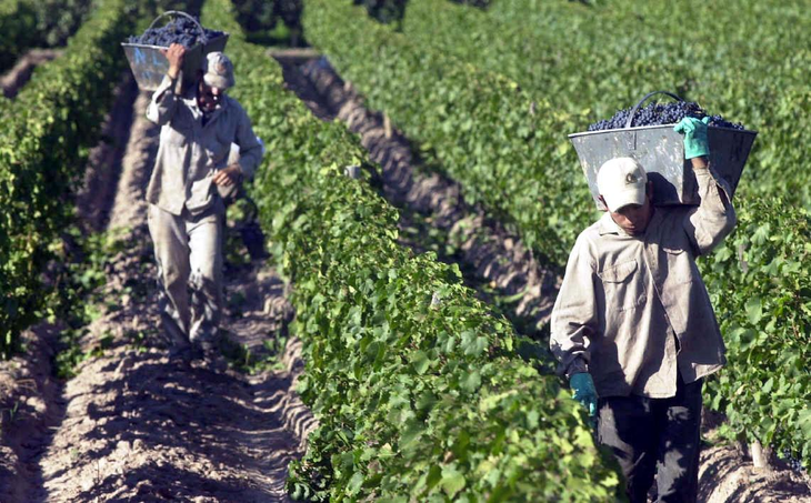 Neuquén concentra su cosecha en variedades de alta gama como el Pinot Noir (153.250 kg) y el Chardonnay (146.200 kg).