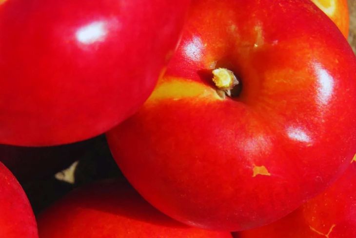 La nueva variedad Pionero INTA rompe límites fisiológicos y permite pensar en exportaciones a Europa y Estados Unidos.