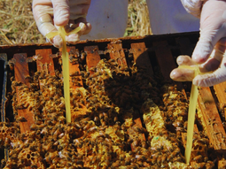 La preparación para el receso productivo es clave para que las abejas tengan buena salud y nutrición. Foto: INTA La preparación para el receso productivo es clave para que las abejas tengan buena salud y nutrición. Foto: INTA