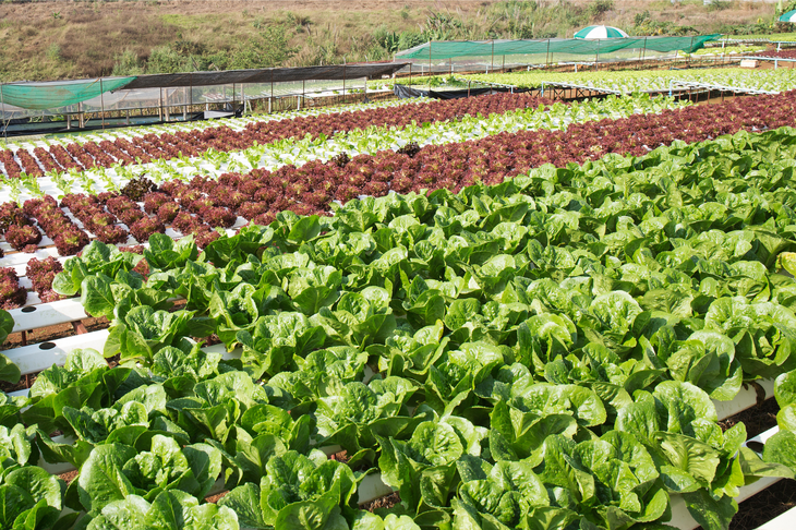 La demanda de productos "sanos" está. Foto: gentileza. La demanda de productos "sanos" está. Foto: gentileza.