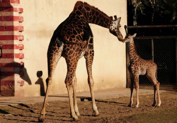 Presentan a la nueva jirafa del zoo porteño