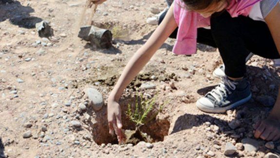 Plantaron 290 especies nativas en la barda de Parque Norte