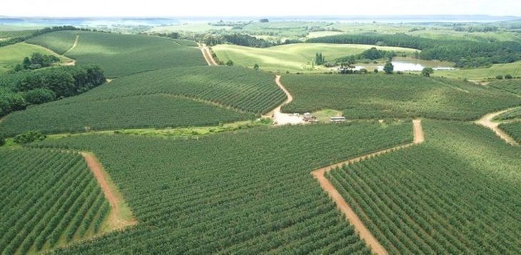 Una vista de parte de las 2.200 hectáreas de manzana que tiene Fisher en Brasil.