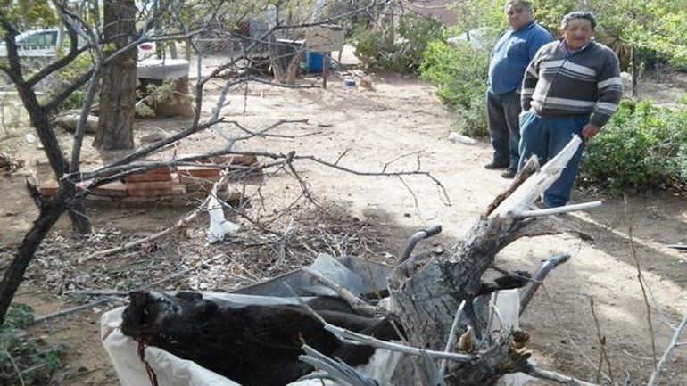 La perra murió de un balazo en la cabeza.