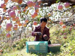 China busca que todos los productores de manzanas logren un piso de 25 toneladas por hectárea. China busca que todos los productores de manzanas logren un piso de 25 toneladas por hectárea.