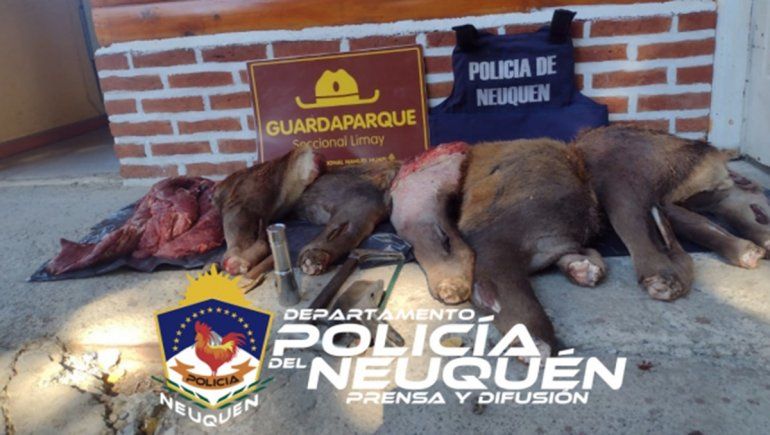Personal del Destacamento Nahuel Huapi decomisó carne que era transportada de manera ilegal en un auto.&nbsp;