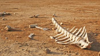 una nueva extincion se acerca: ¿que es el pangea ultima? una nueva extincion se acerca: ¿que es el pangea ultima?