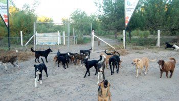 denuncian a la municipalidad por el estado de la perrera denuncian a la municipalidad por el estado de la perrera