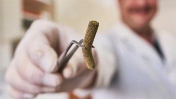 hallaron una molecula en erizos de mar para combatir el covid-19 hallaron una molecula en erizos de mar para combatir el covid-19