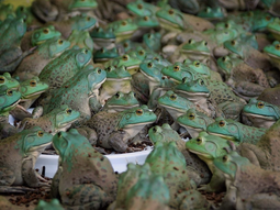 La ranicultura emergió como un nicho particularmente rentable. La ranicultura emergió como un nicho particularmente rentable.