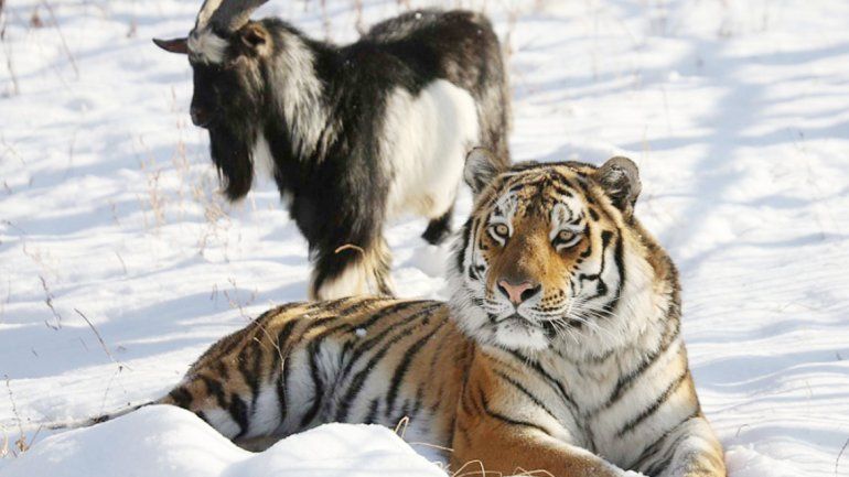El tigre Amur y la cabra Timur