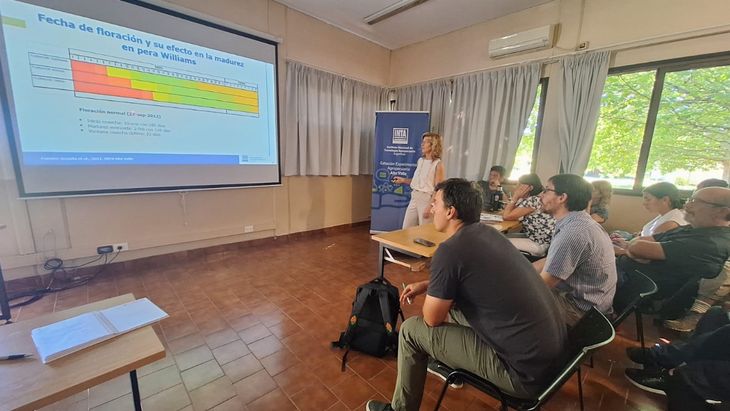 El Alto Valle pone fecha a la primera cosecha: la pera Williams abre la temporada el 9 de enero