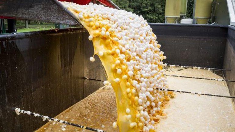 Los huevos se habrían contaminado con un insecticida llamado Fipronil.