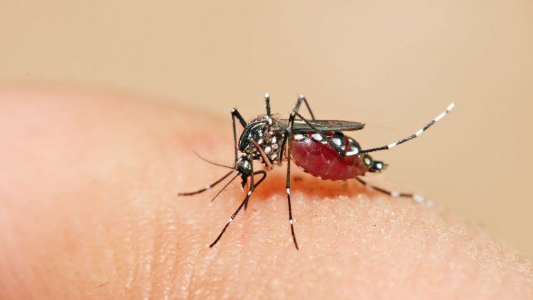 El mosquito Aedes aegypti es el responsable de transmitir el virus.