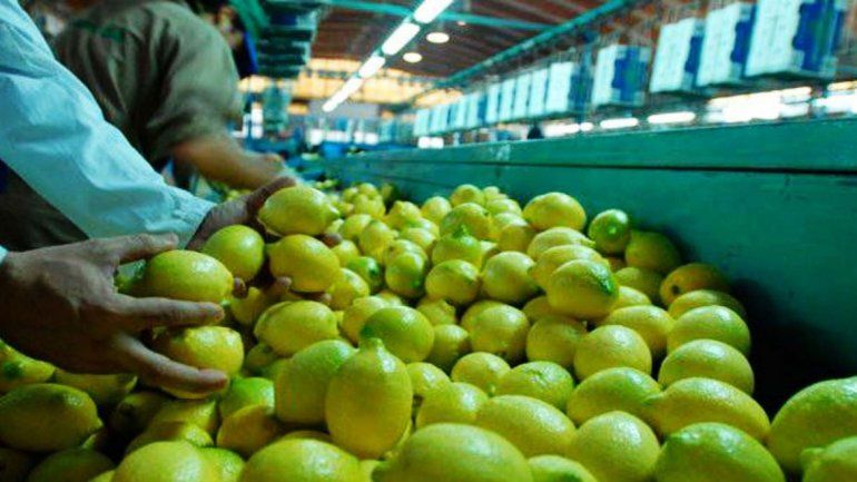 Los mayores productores de estos cítricos son tucumanos.