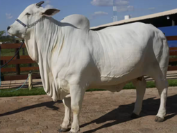 La magnífica Nelore brasileñaingresó Guinness World Records por ser la más cara del mundo. Foto: @infocoms.com.br La magnífica Nelore brasileñaingresó Guinness World Records por ser la más cara del mundo. Foto: @infocoms.com.br