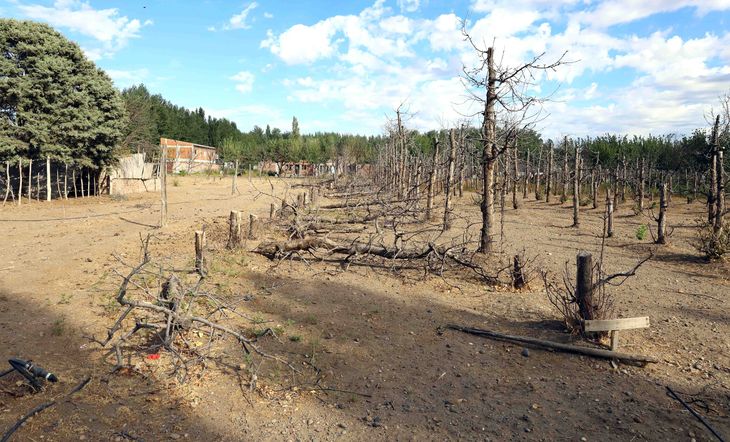 Una postal de lo que es hoy Colonia Valentina y la última resistencia de los frutales ante el implacable avance de la urbanización. (Foto: Claudio Espinoza) Una postal de lo que es hoy Colonia Valentina y la última resistencia de los frutales ante el implacable avance de la urbanización. (Foto: Claudio Espinoza)