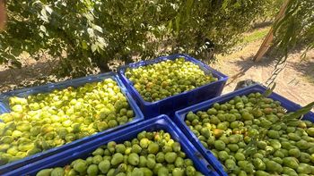 En peras, Latinoamérica continúa acentuando su liderazgo, recibiendo más del 50% del total exportado. | LM Neuquen En peras, Latinoamérica continúa acentuando su liderazgo, recibiendo más del 50% del total exportado.