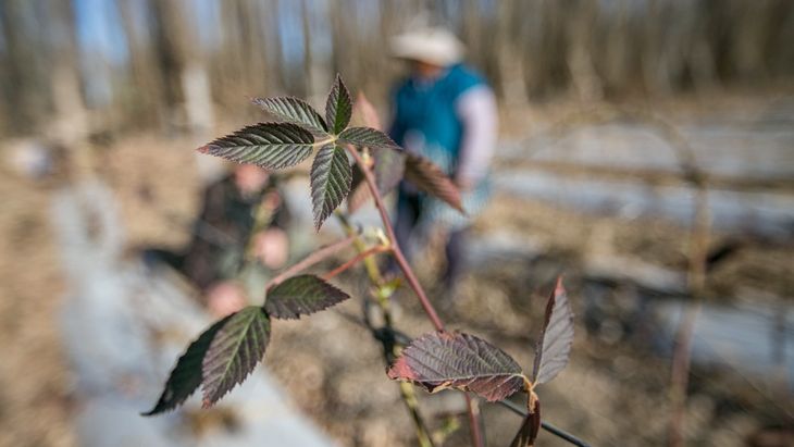 "La fruta fina está en Plottier". Foto: Gobierno de Neuquén. "La fruta fina está en Plottier". Foto: Gobierno de Neuquén.