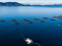 mas de 5.500 toneladas de salmones muertos en tasmania generan alarma mas de 5.500 toneladas de salmones muertos en tasmania generan alarma